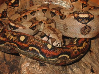 Boa constrictor imperator
